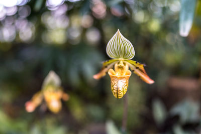 Close-up of white flowering plant