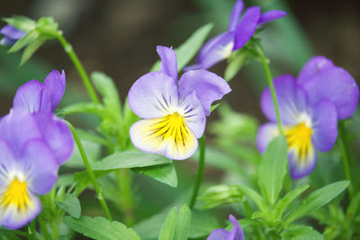 Close-up of purple flowering plants