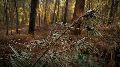 Close-up of pine tree branch in forest