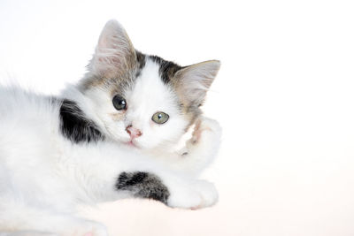 Portrait of cat against white background