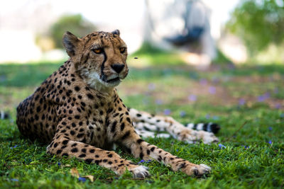 View of a cat on field