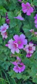 High angle view of pink flowering plant