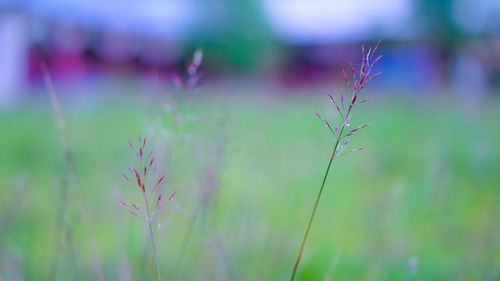 Close-up of purple flowering plant on field