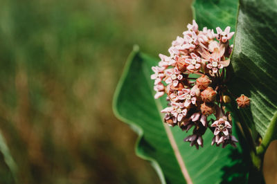 Close-up of flowering milkweed plant