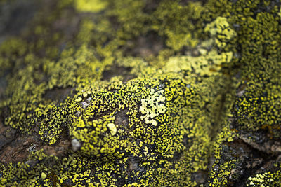 Close-up of moss on tree trunk