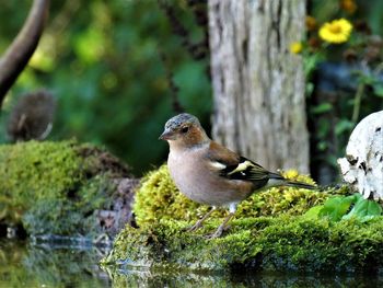 Close-up of bird perching on moss covered rock