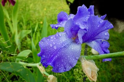 Close-up of wet purple iris flower