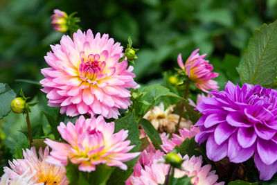 Close-up of pink flowering plants