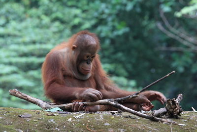 Monkey sitting on a tree