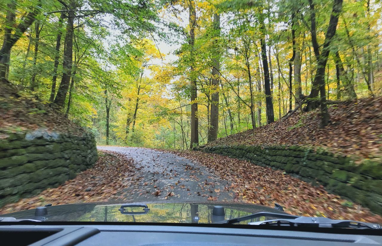 CAR AMIDST TREES