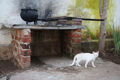 Cat in front of external cooking facility 