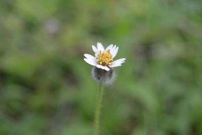 Close-up of white flower blooming outdoors