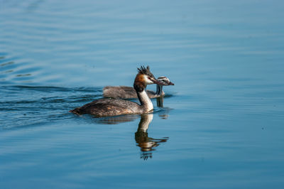 Duck swimming in a lake