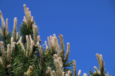 Close-up of fresh plants against clear blue sky