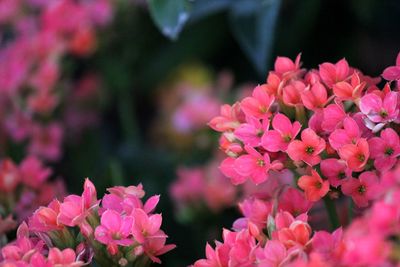 Watermelon red kalanchoe flowers