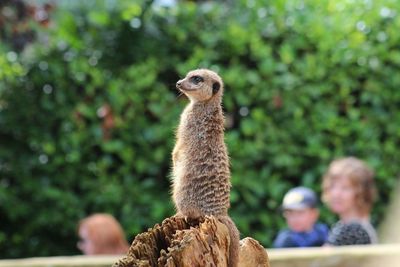 Close-up of plant against blurred background