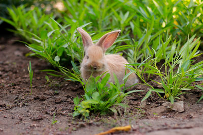 Rabbit on field