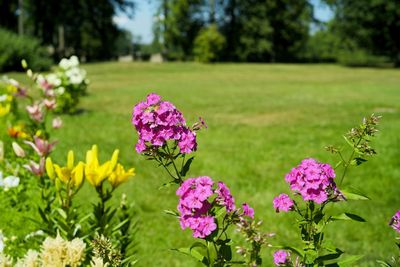 Close-up of pink flowering plants on field