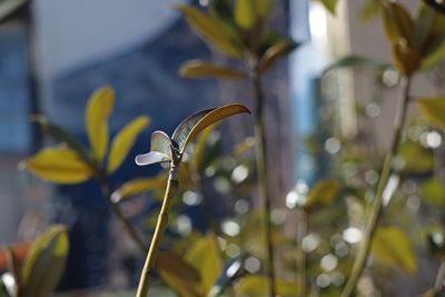 Close-up of yellow flowering plant