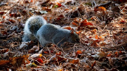 High angle view of squirrel on field