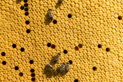 Closeup of a frame with a wax honeycomb of honey with bees on them. apiary workflow.