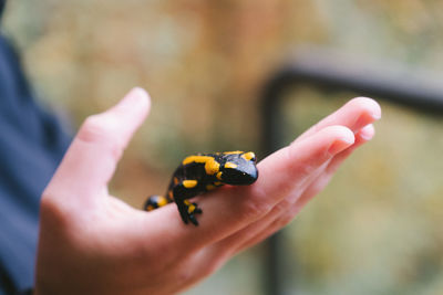 Cropped hand holding lizard