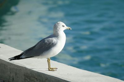 Close-up of seagull perching on shore
