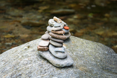 Close-up of crab on rock