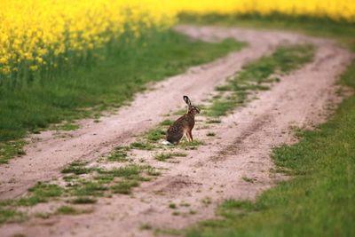 View of horse on dirt road