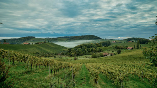 Scenic view of agricultural field against sky