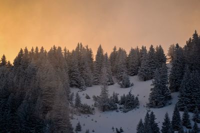 Trees in snow covered forest against sky during sunset