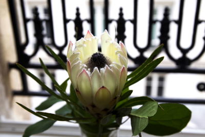 Close-up of white flowering plant