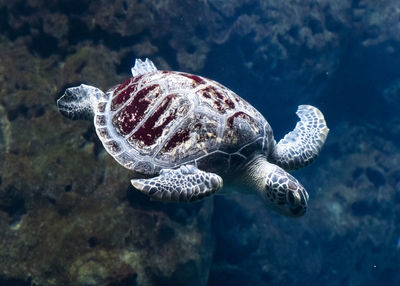 Close-up of turtle swimming in sea