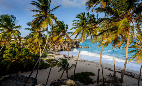 Palm trees on beach against sky