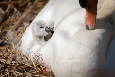 Close-up of a cygnet in nest with mother 