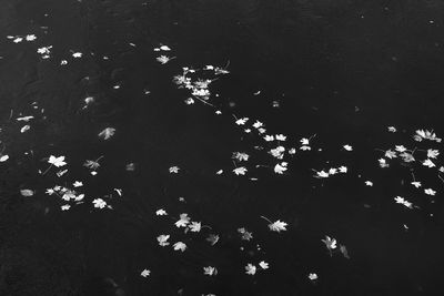 High angle view of flowering plants by lake at night