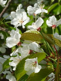 Close-up of white flowers blooming outdoors