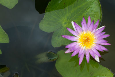 Close-up of purple water lily