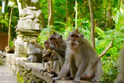 Monkeys sitting on ledge