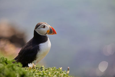 Puffin standing on a rock cliff . fratercula arctica