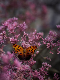 Butterfly on flower