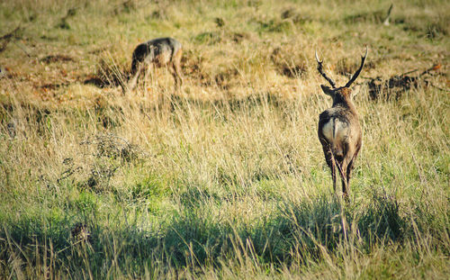 Deer on field