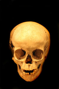 Close-up of human skull