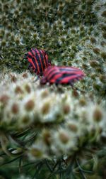 Close-up of insect on flower