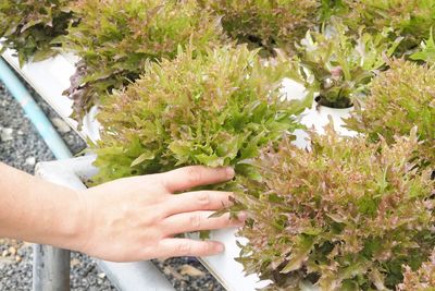 High angle view of woman hand holding bouquet of flowering plants