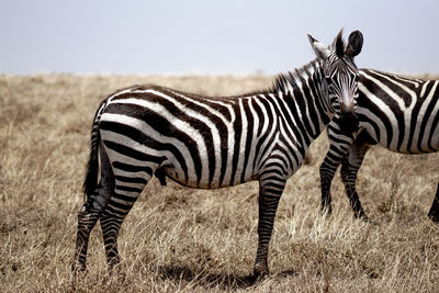 Zebras standing in a field