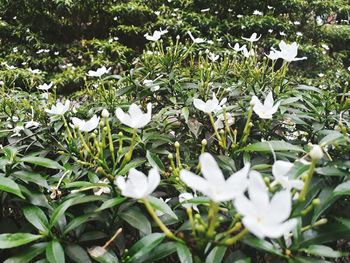 Close-up of white flowers blooming outdoors