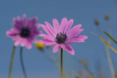 Close-up of pink flower