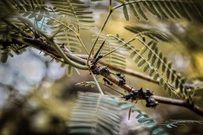 Ants group helping each other