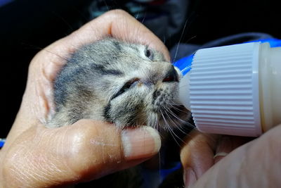 Close-up of hand holding cat